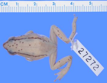 Media type: image; Herpetology A-27272